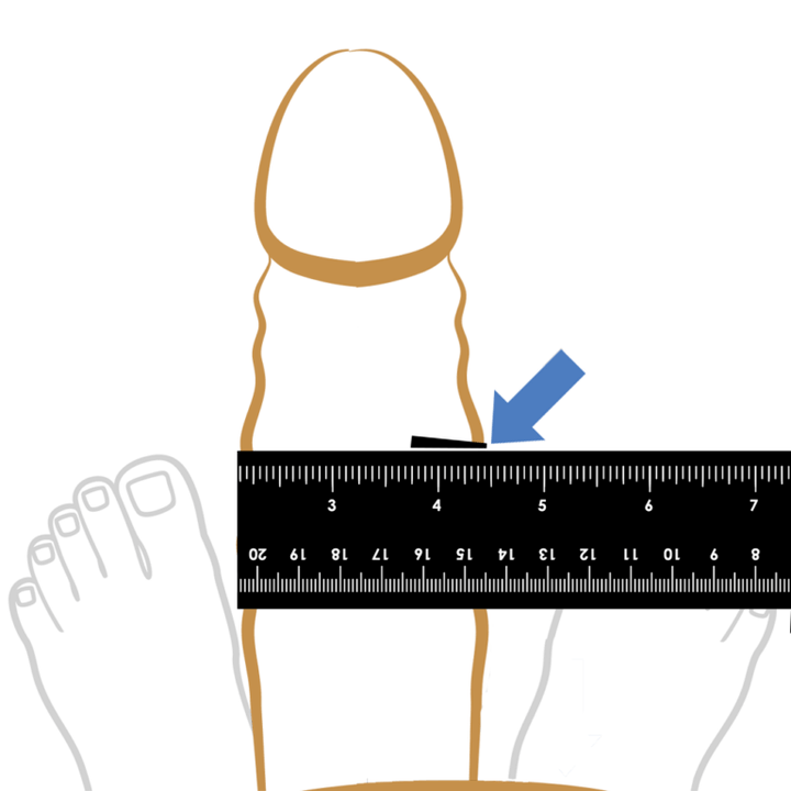 Measurement of penis thickness