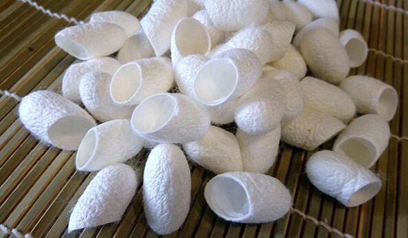 Nor do Chinese silkworms stimulate penis growth